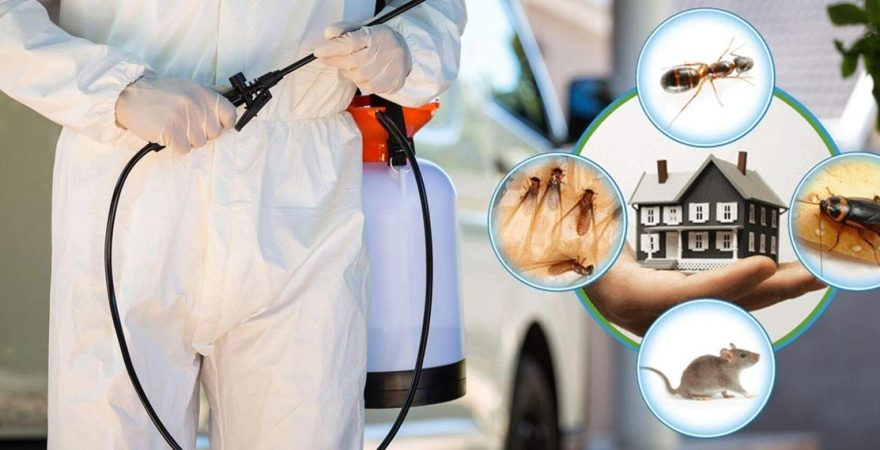 Sinanpaşa Böcek İlaçlama