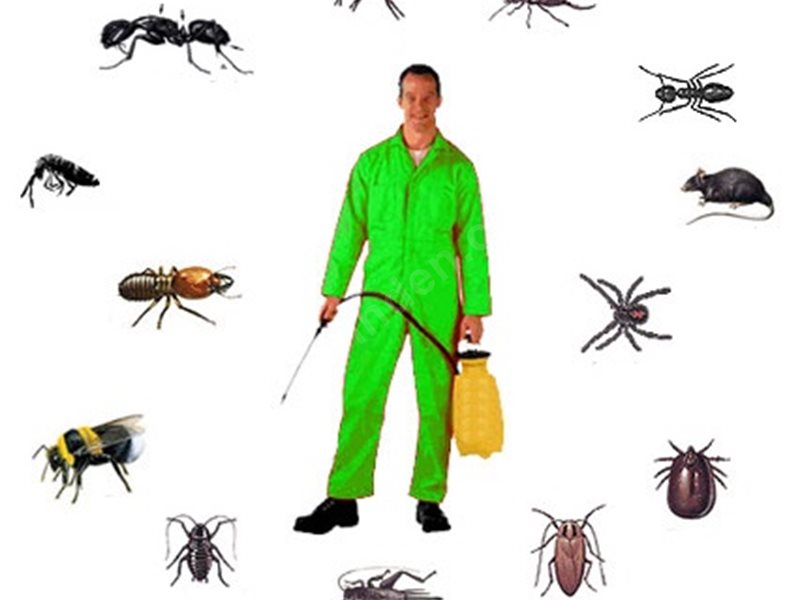 Sinanpaşa Böcek İlaçlama